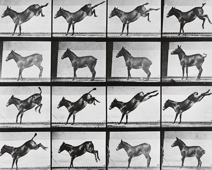 Online Boutiques de musées Animal Locomotion : Ruade d'un âne (panneaux aluminium)