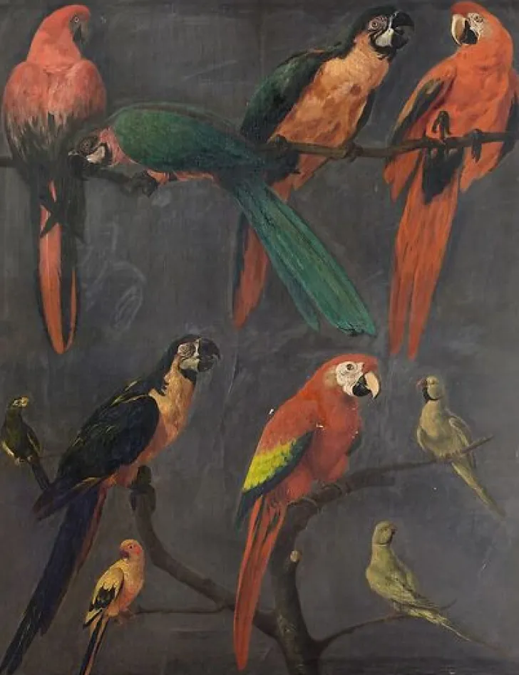 Boutiques de musées Panneaux Acryliques|Toiles Sans Cadre-Aras et perruches (panneaux acryliques)