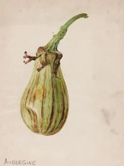 Best Boutiques de musées Aubergine - Solanum melongena (toiles sur châssis)