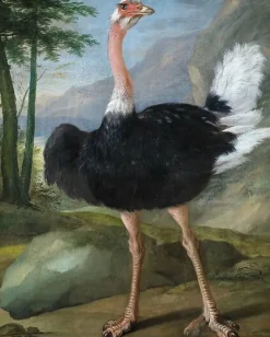 Boutiques de musées Affiches D'Art|Affiches D'Art Encadrées-Autruche (affiches d'art)