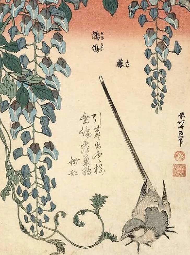 Sale Boutiques de musées Bergeronnette et glycine (panneaux aluminium)