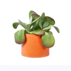 Boutiques de musées Art De La Maison-Cache-pot XXL - Béton Orange