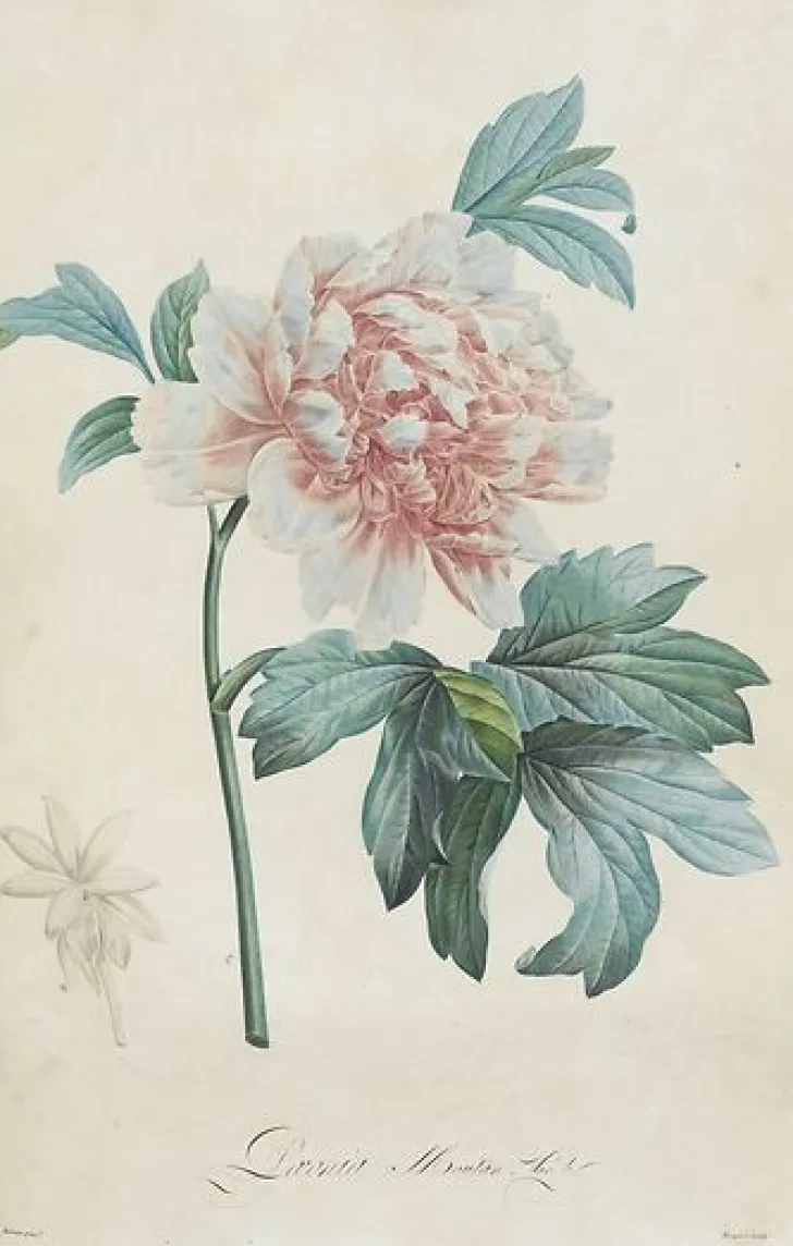 Boutiques de musées Panneaux Aluminium|Panneaux Acryliques-Description des plantes rares que l'on cultive à Navarre et à Malmaison I/II (panneaux aluminium)