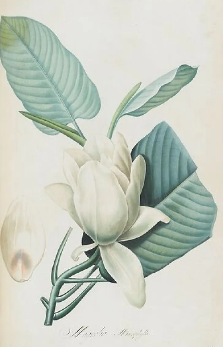 Boutiques de musées Toiles Encadrées|Toiles Sur Châssis-Description des plantes rares que l'on cultive à Navarre et à Malmaison II/II (toiles encadrées)