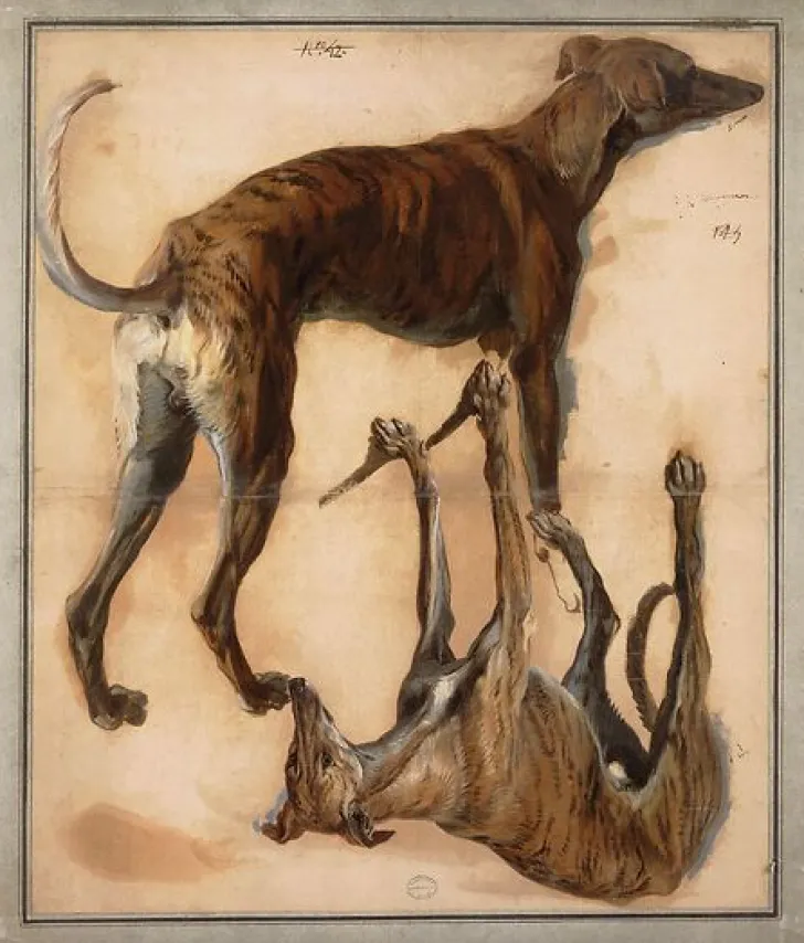 Clearance Boutiques de musées Deux études inversées de lévriers (panneaux acryliques)