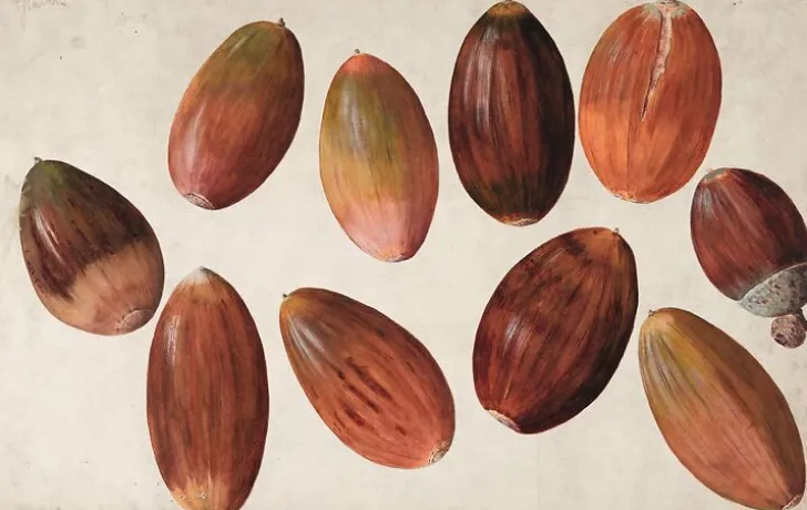 Boutiques de musées Panneaux Aluminium|Affiches D'Art Encadrées-Dix glands (panneaux aluminium)