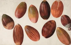 Hot Boutiques de musées Dix glands (toiles sans cadre)