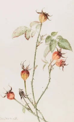 Boutiques de musées Panneaux Acryliques|Toiles Encadrées-Eglantier - Rosa (panneaux acryliques)