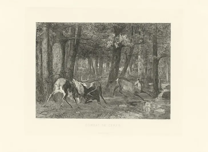 Boutiques de musées Chefs D'Œuvre Des Musées-Estampe Combat de cerfs - Gustave Courbet
