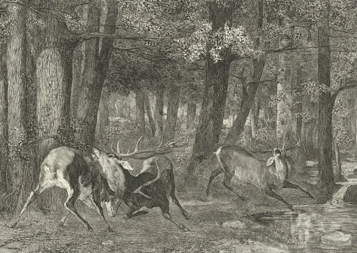 Boutiques de musées Chefs D'Œuvre Des Musées-Estampe Combat de cerfs - Gustave Courbet