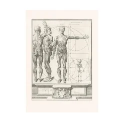 New Boutiques de musées Estampe Corps Humain (Proportions)