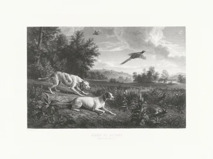 Boutiques de musées Chefs D'Œuvre Des Musées-Estampe Diane et Blonde, chiennes de Louis XIV, chassant le faisan - François Desportes