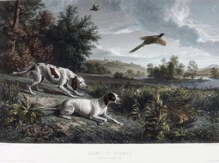 Boutiques de musées Chefs D'Œuvre Des Musées-Estampe Diane et Blonde, chiennes de Louis XIV, chassant le faisan - François Desportes