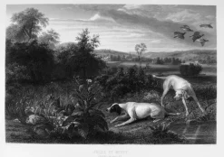 Boutiques de musées Chefs D'Œuvre Des Musées-Estampe Folle et Mitte, chiennes de Louis XIV, à l'arrêt devant deux faisans - François Desportes