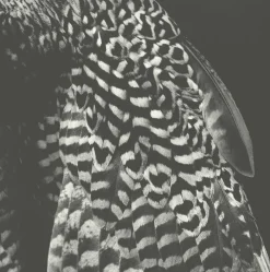 Boutiques de musées Créations Contemporaines-Estampe La robe de la fiancée - Balthasar Burkhard 2001