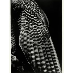 Boutiques de musées Créations Contemporaines-Estampe La robe de la fiancée - Balthasar Burkhard 2001