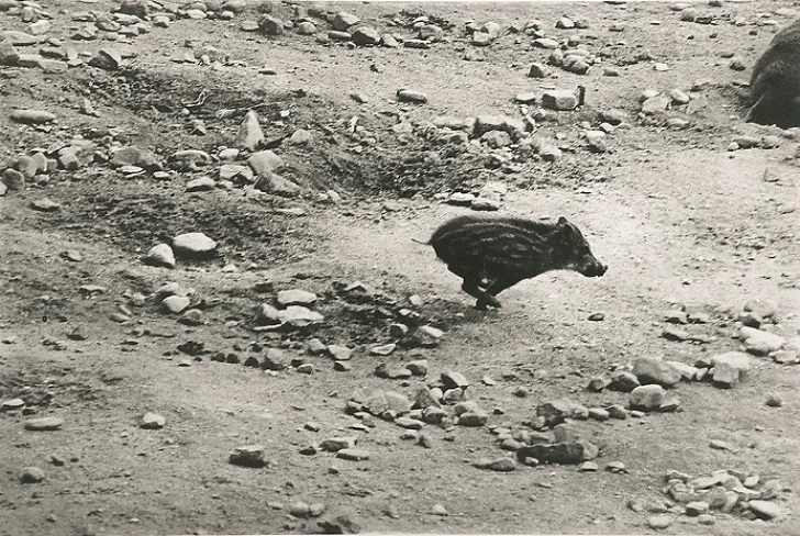 Hot Boutiques de musées Estampe Marcassin - Sophie Ristelhueber