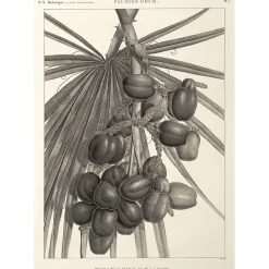Best Boutiques de musées Estampe Palmier doum. Détails de la feuille et de la grappe