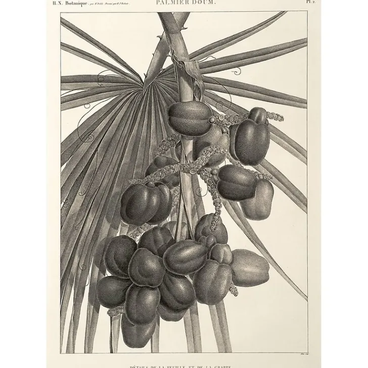Best Boutiques de musées Estampe Palmier doum. Détails de la feuille et de la grappe