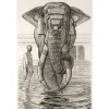 Boutiques de musées Art Moderne-Estampe Paul Jouve - Éléphant du temple de Siva (Indes anglaises)