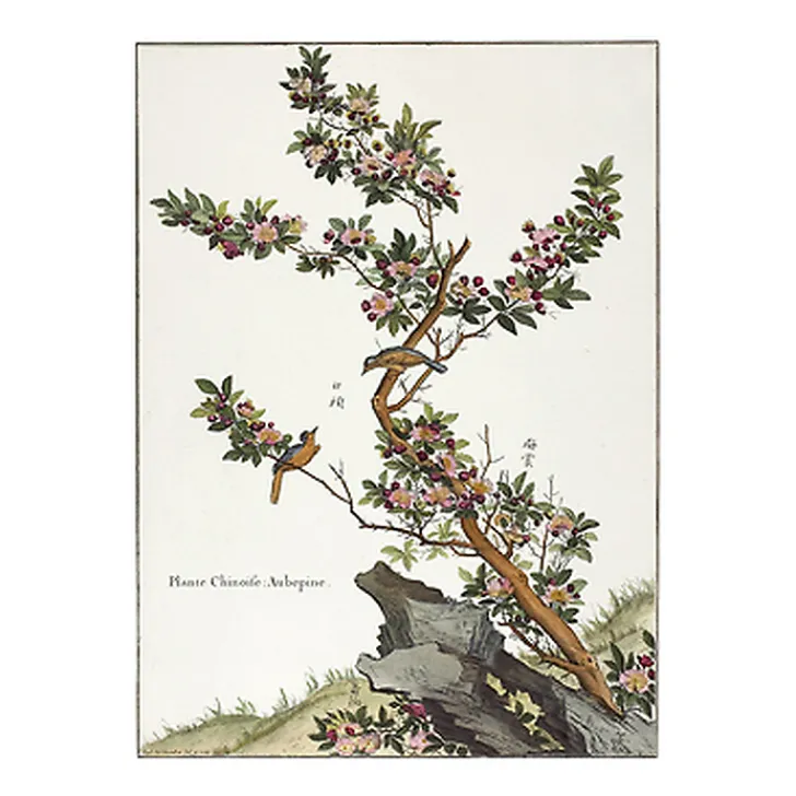 Hot Boutiques de musées Estampe Plante chinoise - Aubépine