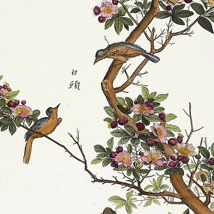 Hot Boutiques de musées Estampe Plante chinoise - Aubépine