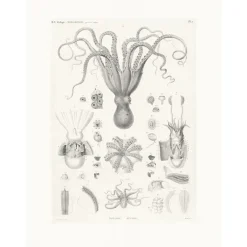 Boutiques de musées Nature, Fleurs Et Paysages-Estampe Poulpes sèches