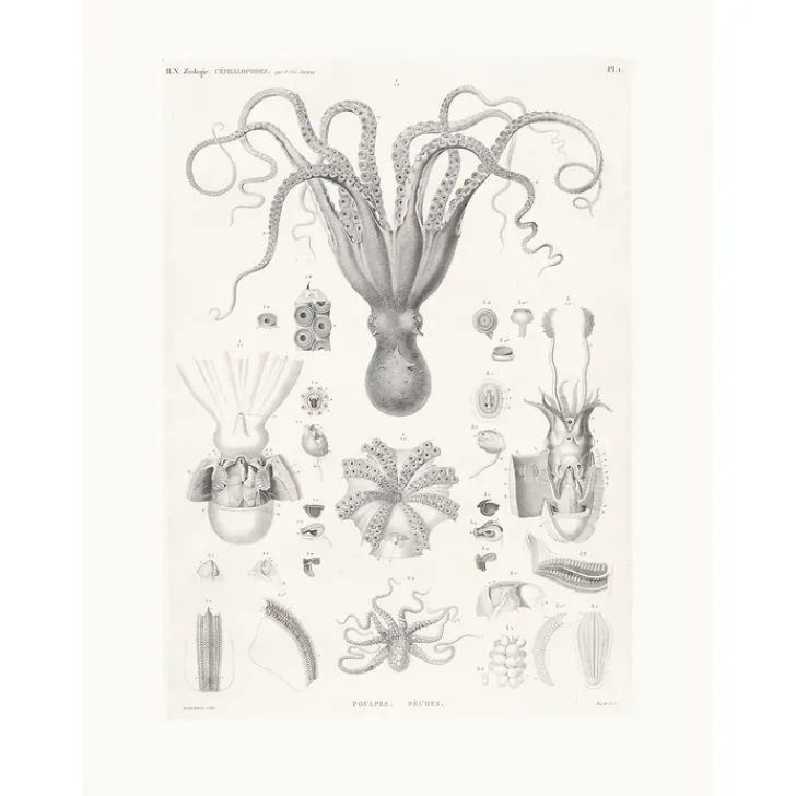 Boutiques de musées Nature, Fleurs Et Paysages-Estampe Poulpes sèches