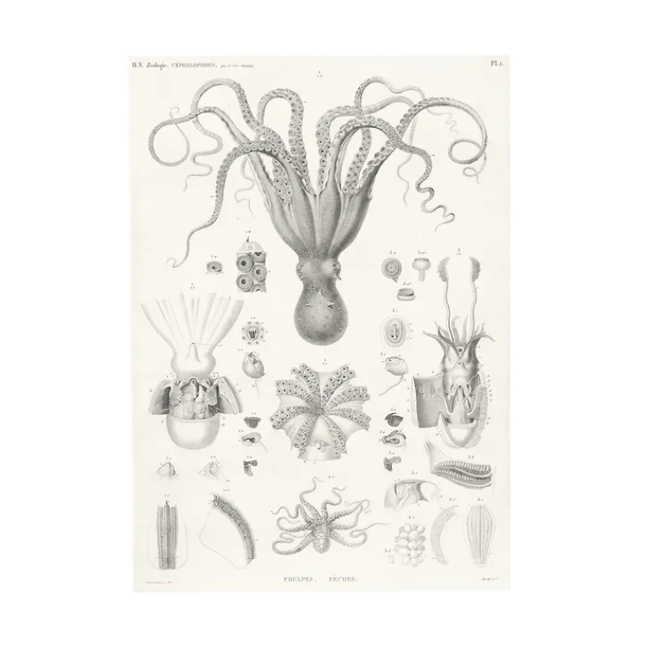 Boutiques de musées Nature, Fleurs Et Paysages-Estampe Poulpes sèches