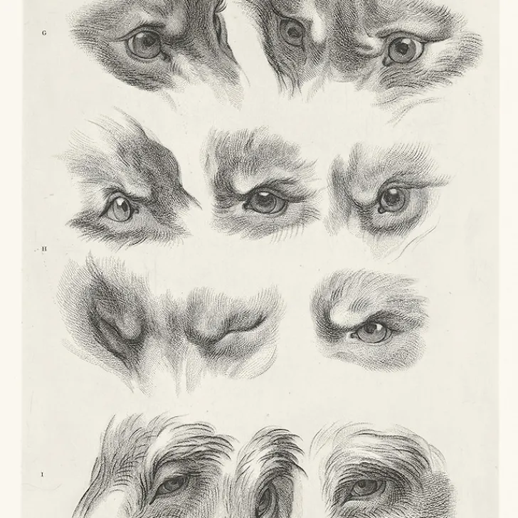 Boutiques de musées Dessins-Estampe Yeux de loup, de renard et de pourceau
