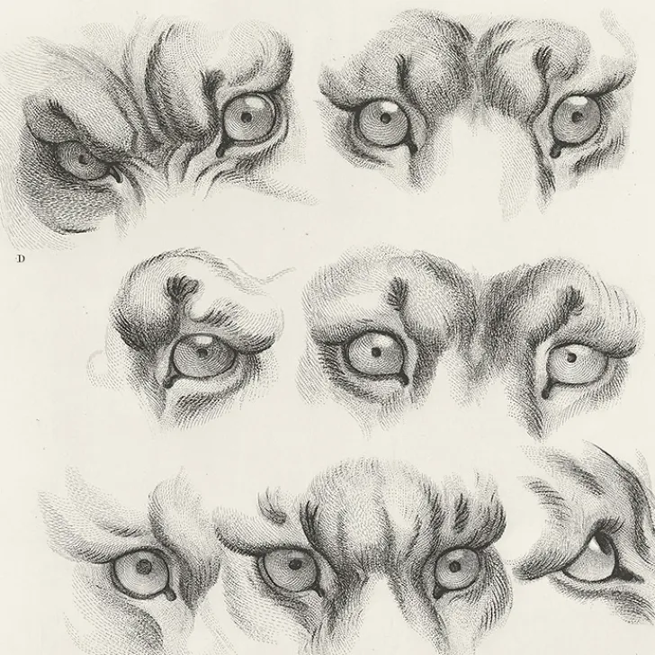 New Boutiques de musées Estampe Yeux de tigre, de loup-cervier et de chat