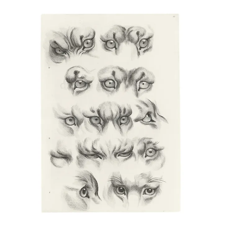 New Boutiques de musées Estampe Yeux de tigre, de loup-cervier et de chat