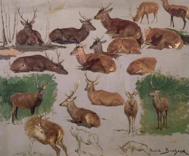 Online Boutiques de musées Etude de cerf ; 19 esquisses (affiches d'art)