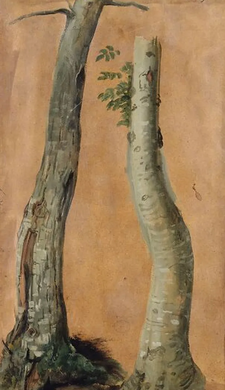 Outlet Boutiques de musées Etude de troncs d'arbres (panneaux aluminium)