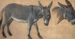 Outlet Boutiques de musées Etude d'âne (panneaux acryliques)