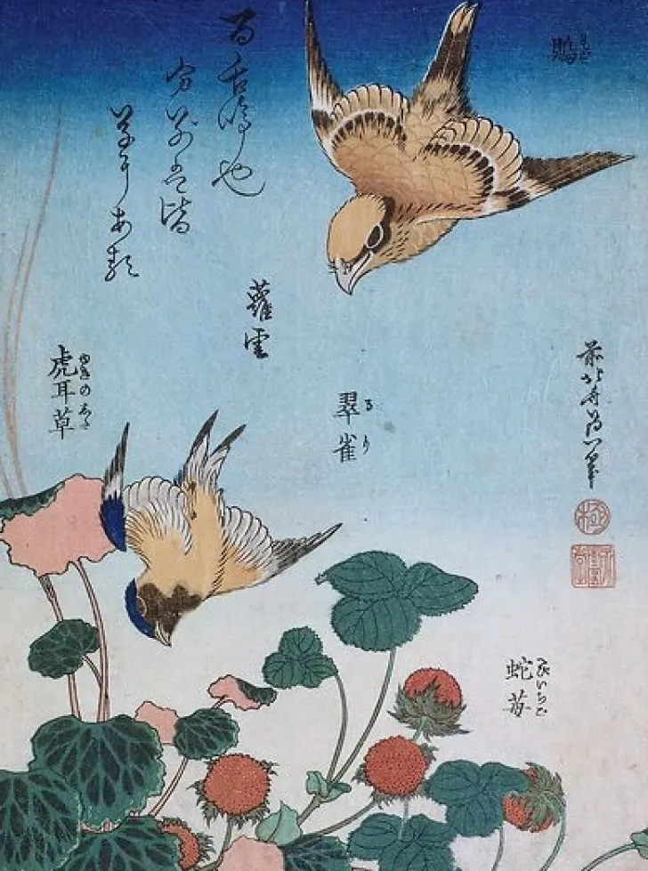 New Boutiques de musées Hirondelle et pie sur fraisier et bégonia (panneaux aluminium)