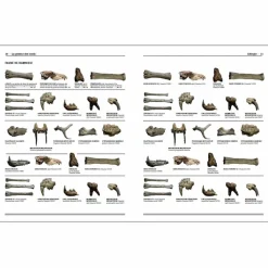 Boutiques de musées Catalogues D'Exposition-Homo faber - 2 millions d'années d'histoire de la pierre taillée - De l'Afrique aux portes de l'Europe - Catalogue d'exposition