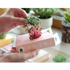 Hot Boutiques de musées Kit de culture Scrollino Sprouts - Radis