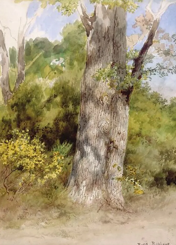 Boutiques de musées Panneaux Aluminium|Panneaux Acryliques-Le Gros Chêne (panneaux aluminium)