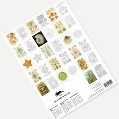 Boutiques de musées Livret de coloriage pour enfants et adultes Art de la nature Haeckel - The Pepin Press