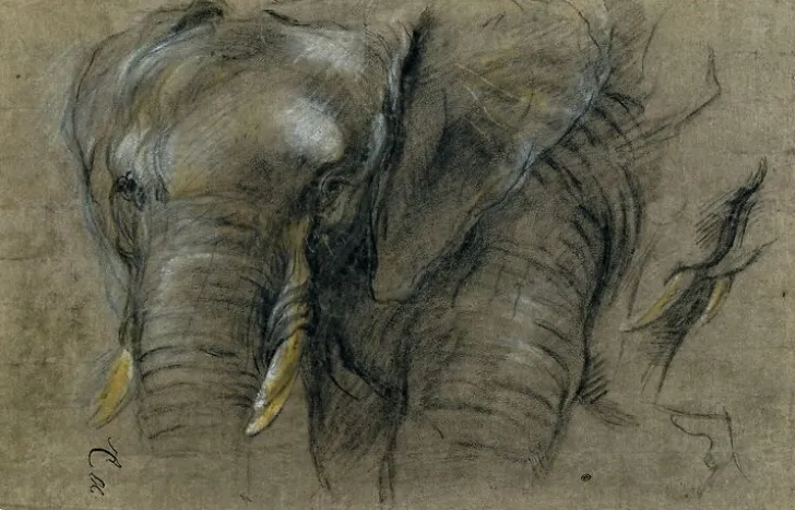 Best Boutiques de musées Éléphant du Congo vu de face (panneaux acryliques)