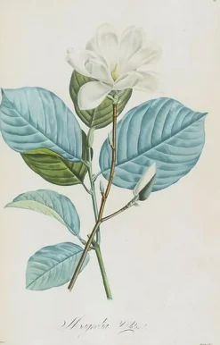 Boutiques de musées Toiles Sur Châssis|Panneaux Acryliques-Magnolia yulan (toiles sur châssis)