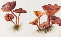 Boutiques de musées Panneaux Aluminium|Panneaux Acryliques-Mousserons et chanterelles (panneaux aluminium)