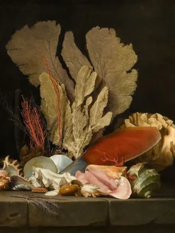 Boutiques de musées Panneaux Acryliques|Toiles Encadrées-Panaches de mer, lithophytes et coquilles (panneaux acryliques)