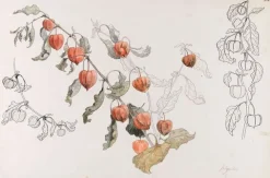 Boutiques de musées Toiles Sur Châssis|Toiles Sans Cadre-Physalis (toiles sur châssis)