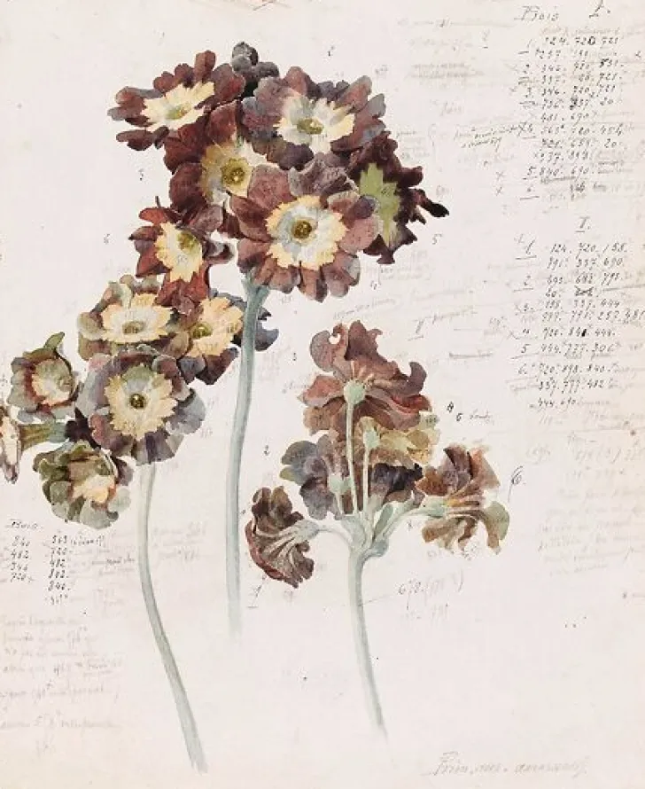 Online Boutiques de musées Primevères (toiles sans cadre)