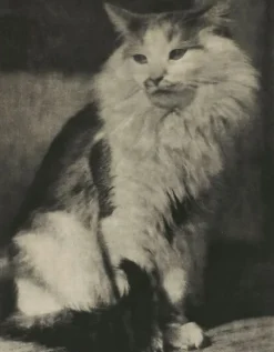 Boutiques de musées Toiles Sur Châssis|Affiches D'Art-The Cat (toiles sur châssis)