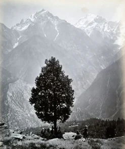 New Boutiques de musées The edible Pine (Pinus Gerardiana) near Chini [Himachal Pradesh. Pin], 1863-1870 (toiles encadrées)