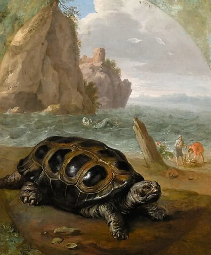 Boutiques de musées Affiches D'Art|Toiles Sans Cadre-Tortue (affiches d'art)