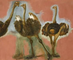 Online Boutiques de musées Triple étude d'une autruche (affiches d'art)